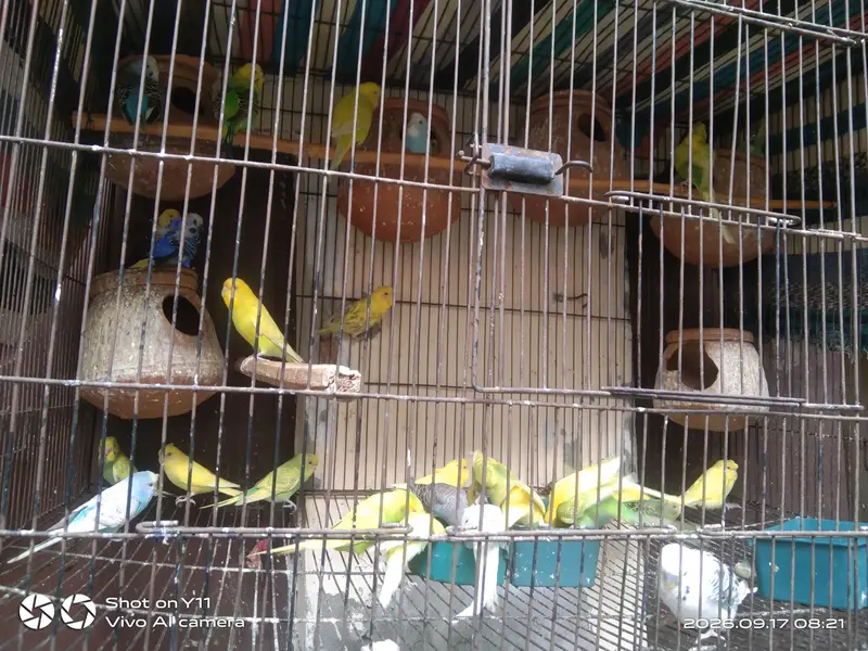 Budgie parrot — photo 4