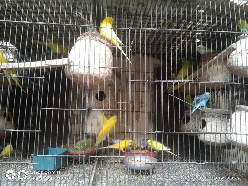 Budgie parrot — photo 5