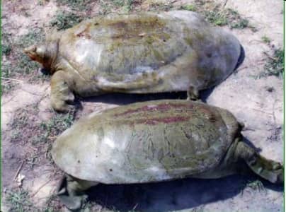 pet turtle