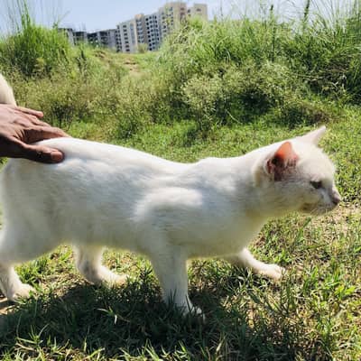 White beautiful cate  for Sale.  Dasi  breed 1 year old