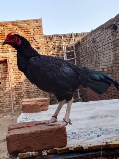 Aseel Patha Home Breed. Check Karwa Dain Ge.