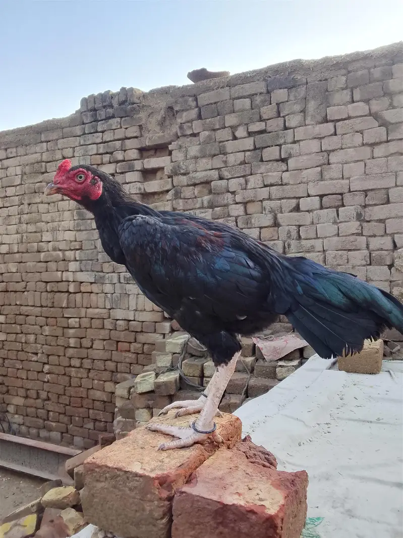 Aseel Patha Home Breed. Check Karwa Dain Ge. — photo 2