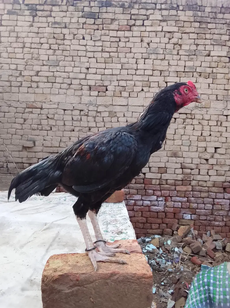 Aseel Patha Home Breed. Check Karwa Dain Ge. — photo 3
