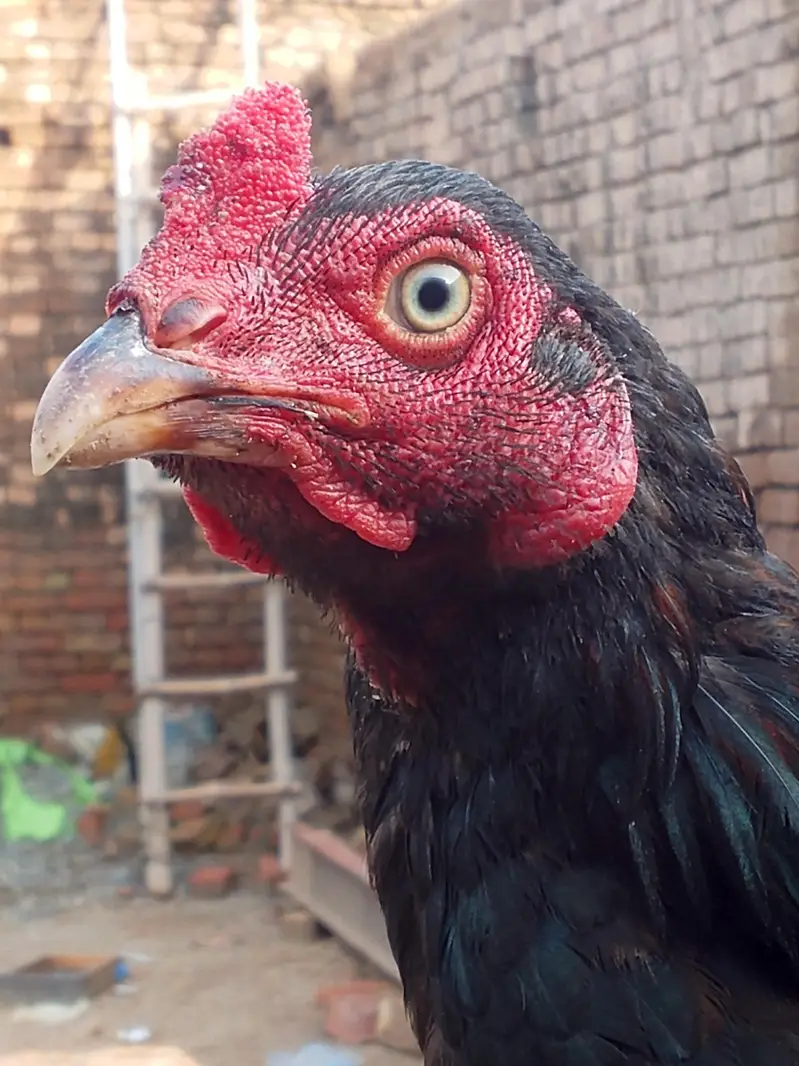 Aseel Patha Home Breed. Check Karwa Dain Ge. — photo 4