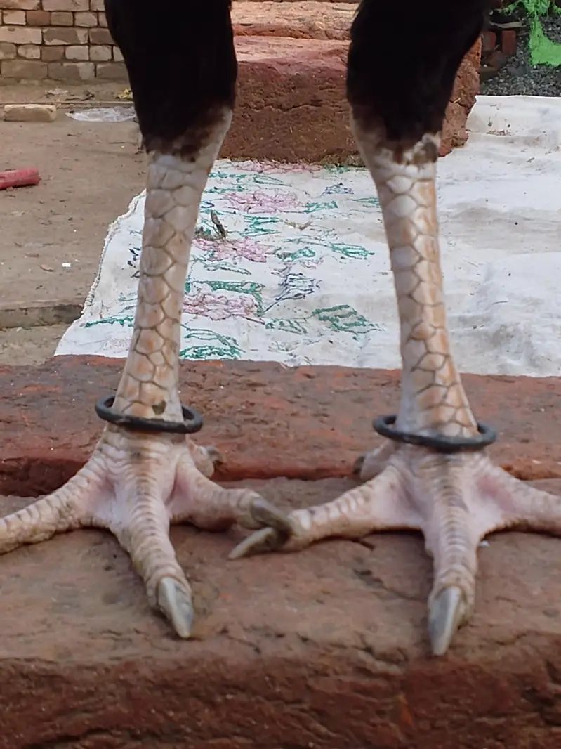 Aseel Patha Home Breed. Check Karwa Dain Ge. — photo 5