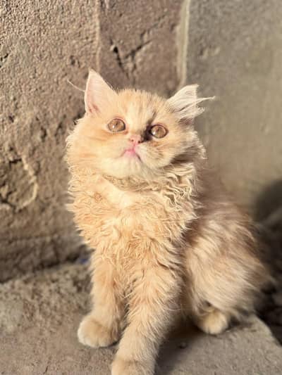Persian kitten for sale