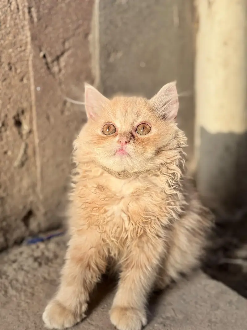 Persian kitten for sale — photo 2