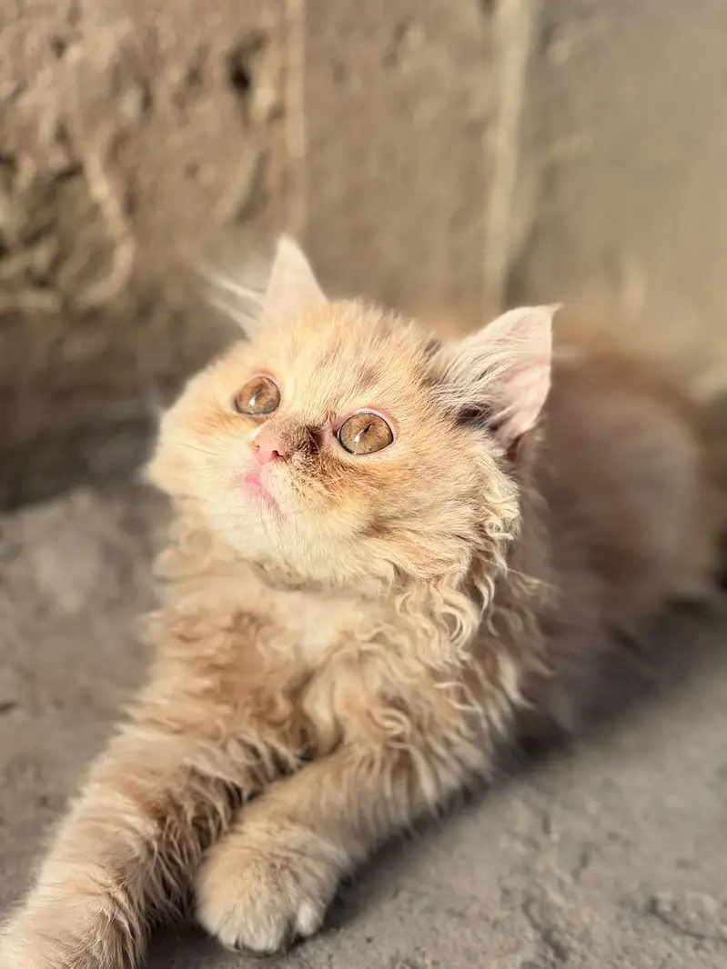 Persian kitten for sale — photo 3