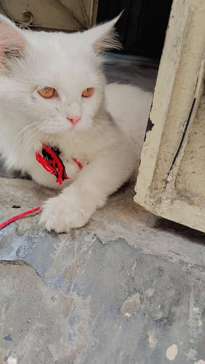 Persian cat for sale