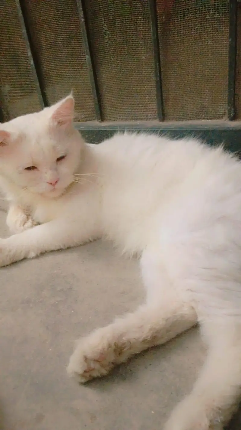 Persian cat for sale — photo 2