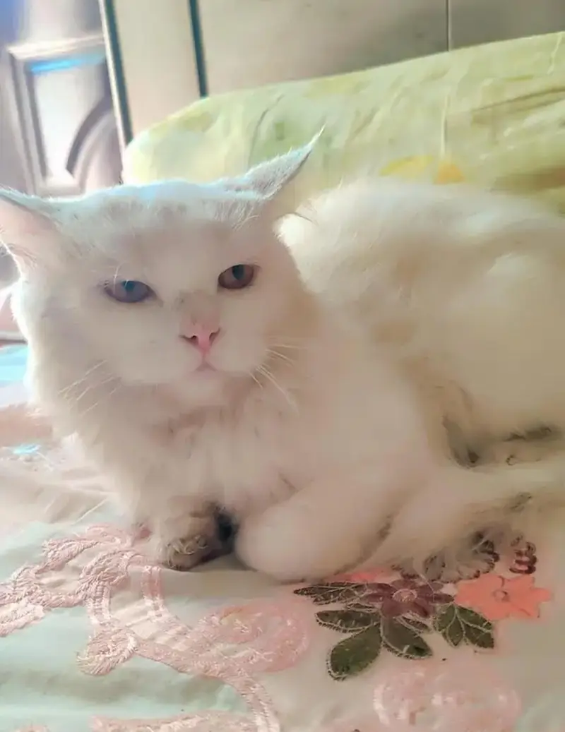 Persian cat for sale — photo 3