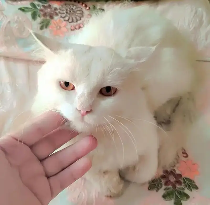 Persian cat for sale — photo 4