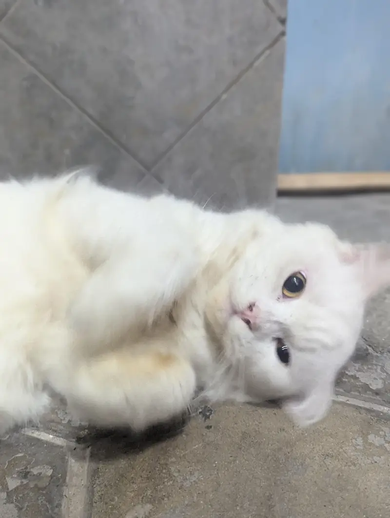 Persian cat for sale — photo 5
