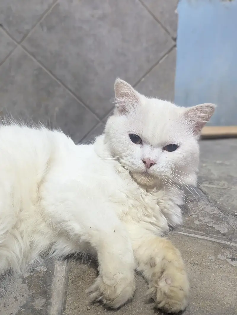 Persian cat for sale — photo 6