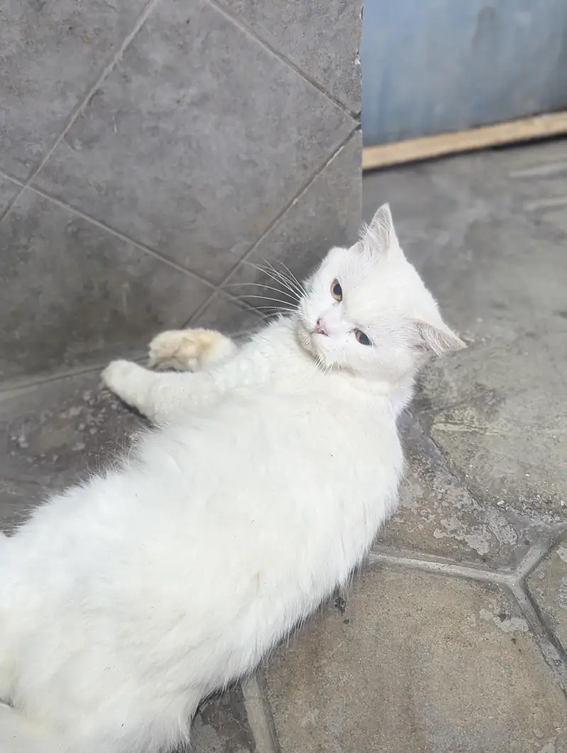 Persian cat for sale — photo 7