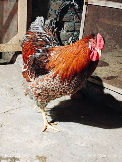 Blue & Black Laced Red Wyandotte Eggs/Chicks