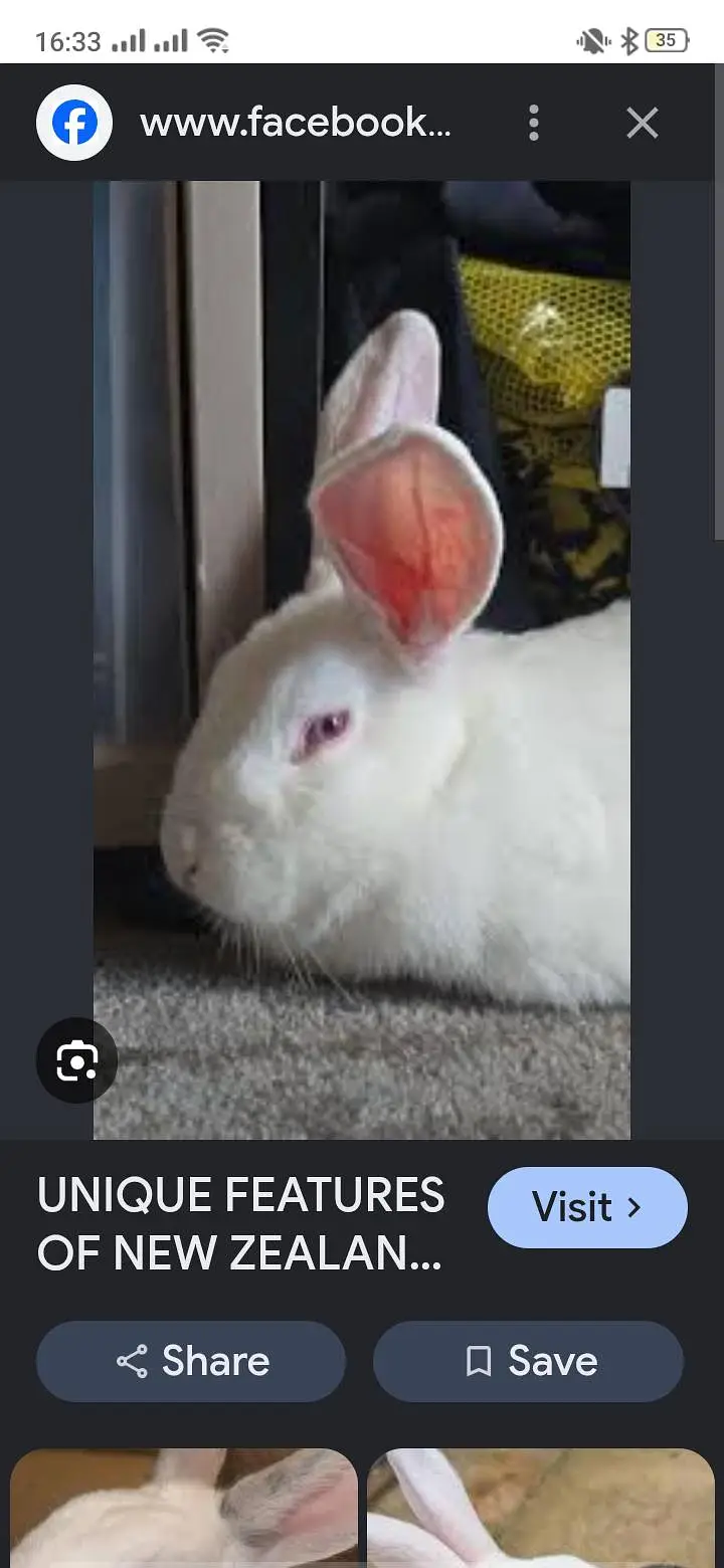 rabbits for sale