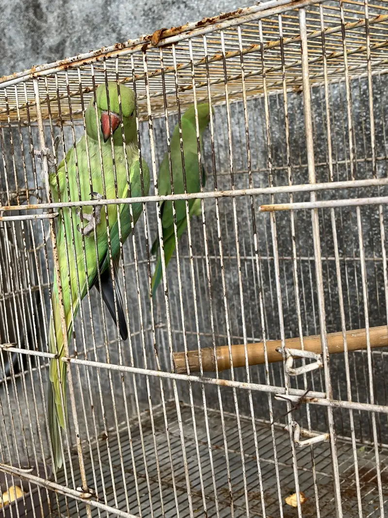 Ringnack pair new