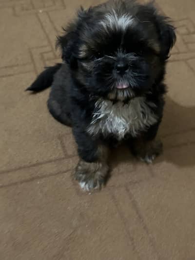 Shih tzu puppy 3 months age femlae