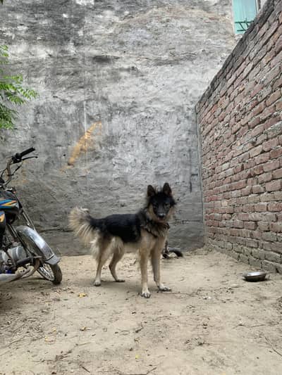 German Shepard pregnant female urgent sale 03014027389