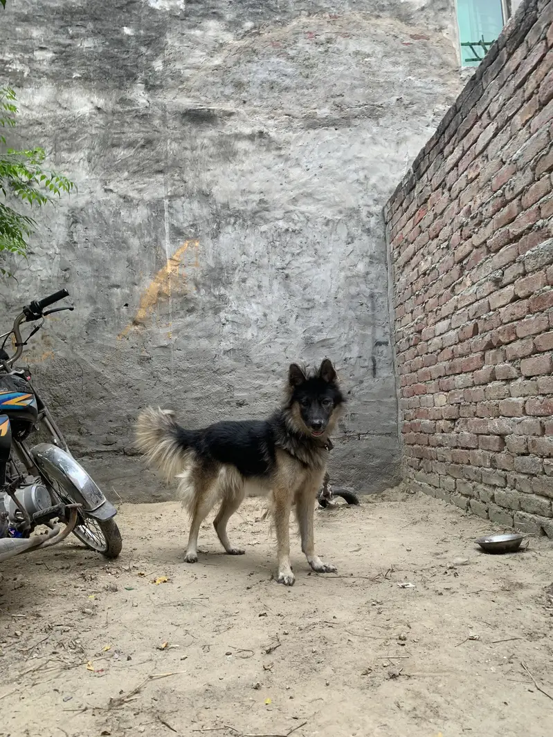 German Shepard pregnant female urgent sale 03014027389