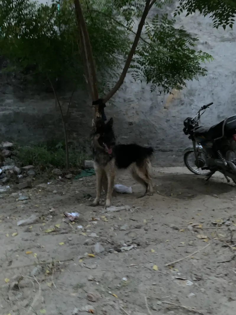 German Shepard pregnant female urgent sale 03014027389 — photo 2