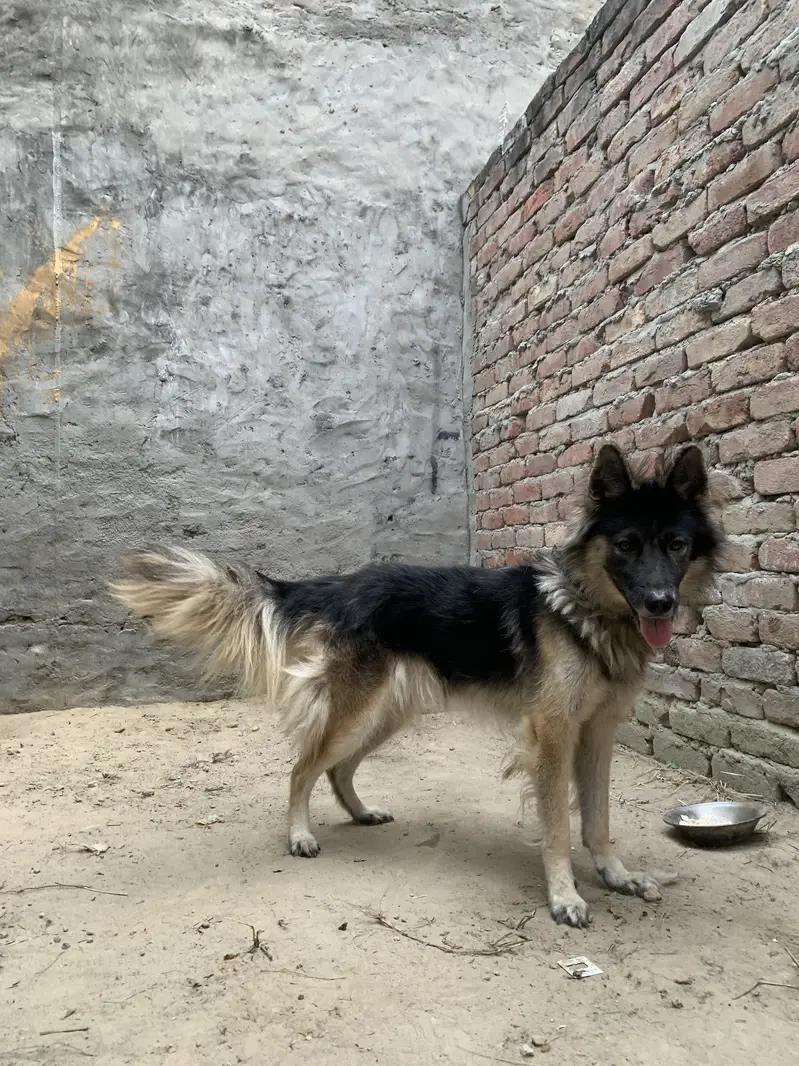 German Shepard pregnant female urgent sale 03014027389 — photo 3