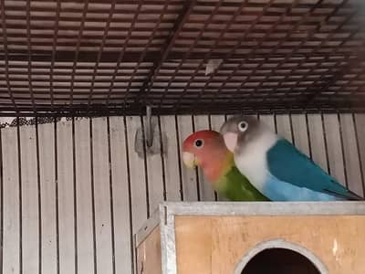 Love Bird