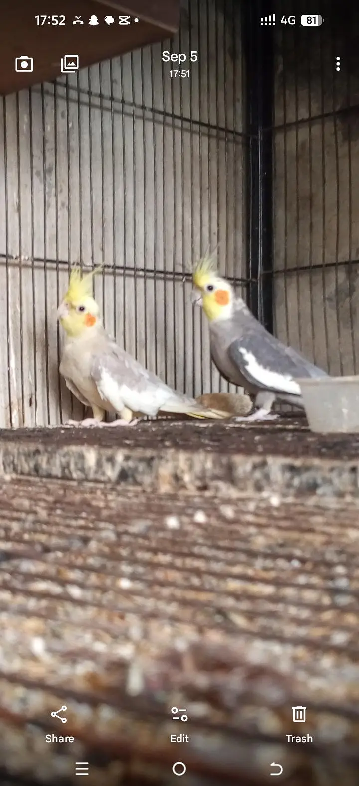 Love Bird — photo 2