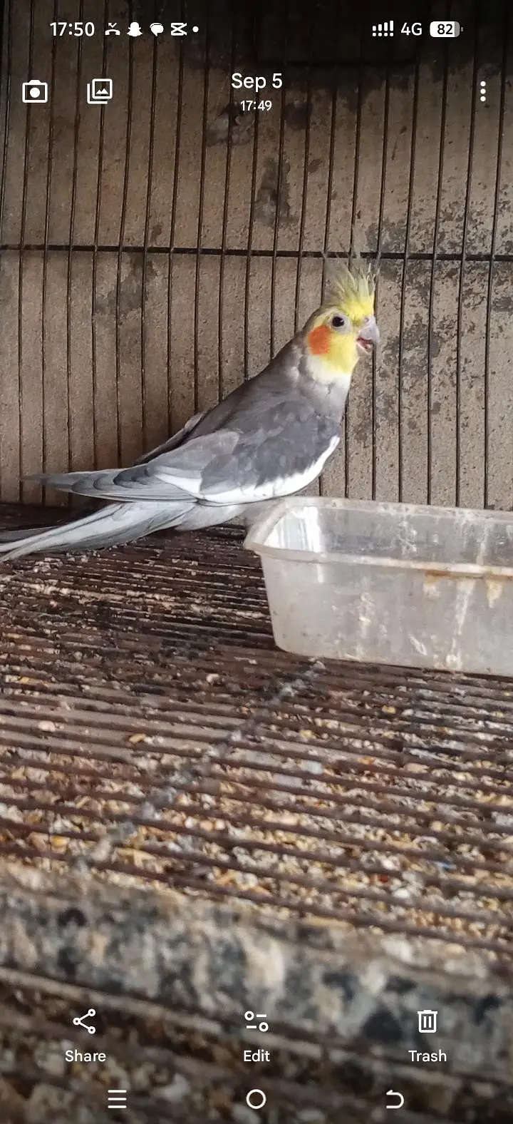 Love Bird — photo 3