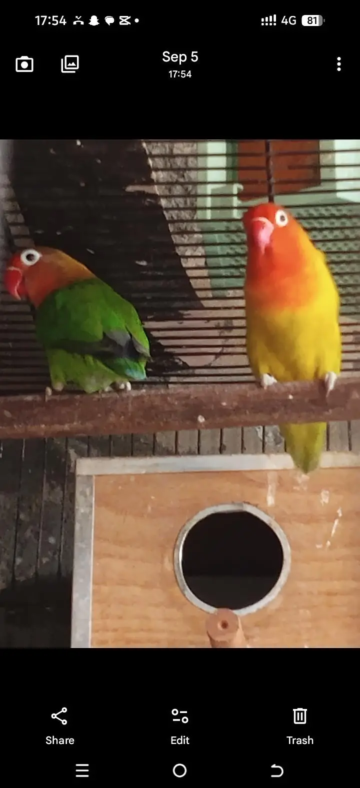 Love Bird — photo 4