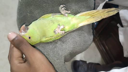 green parrot