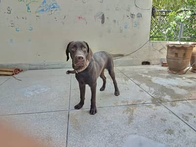 Pedigreed Chocolate Labrador