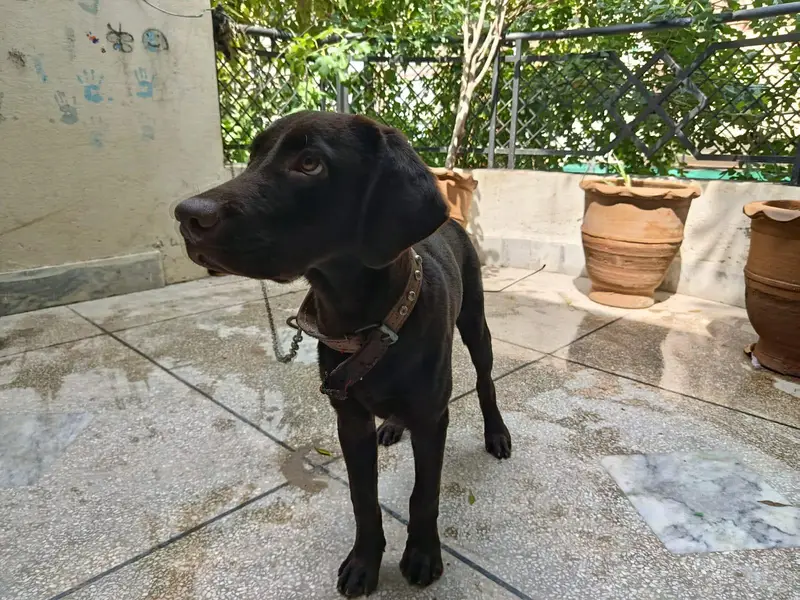 Pedigreed Chocolate Labrador Microchiped — photo 2