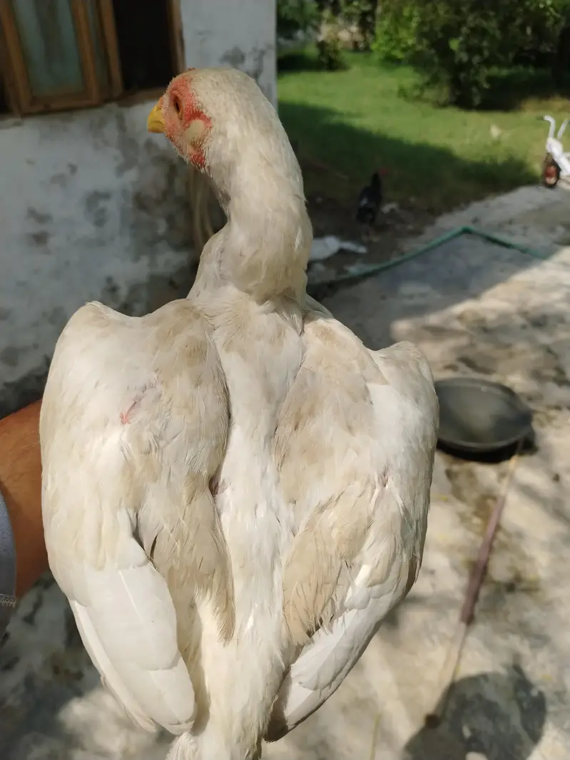 heera aseel set — photo 10