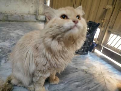 Persian double coated male