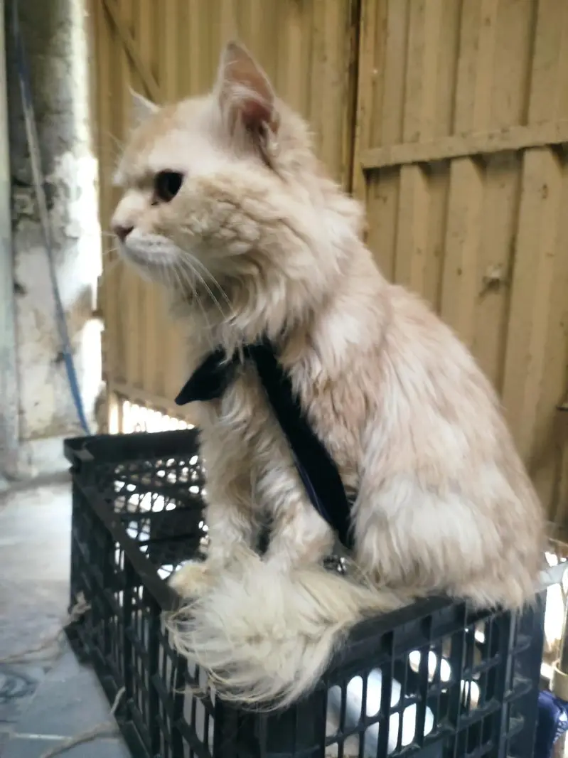 Persian double coated male — photo 2
