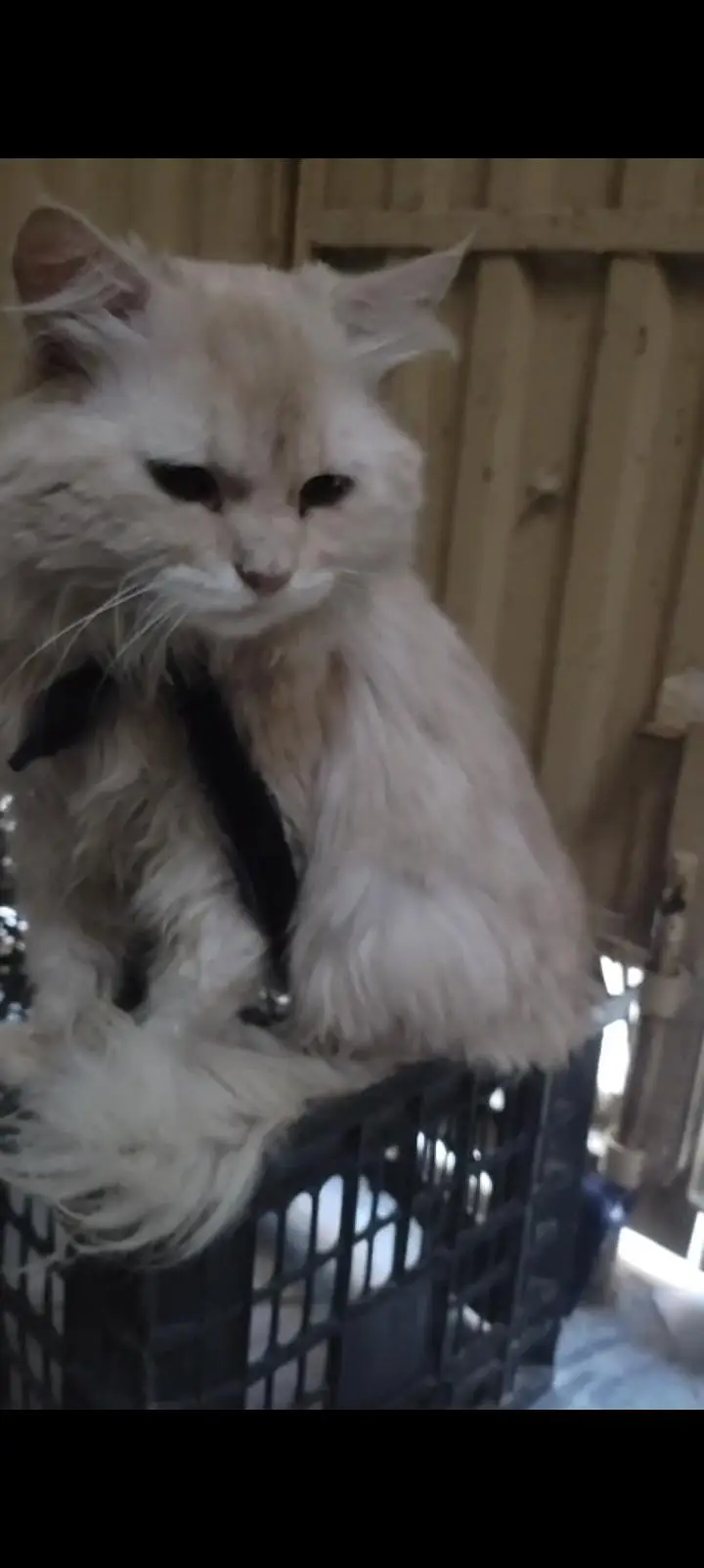 Persian double coated male — photo 4