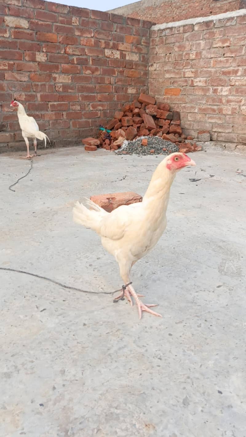 white Aseel pathi patha 2