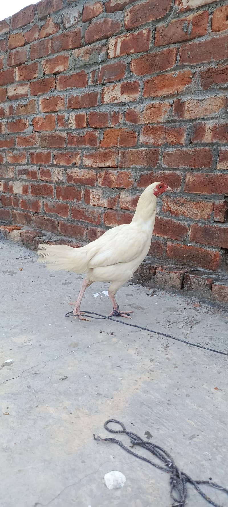 white Aseel pathi patha 3