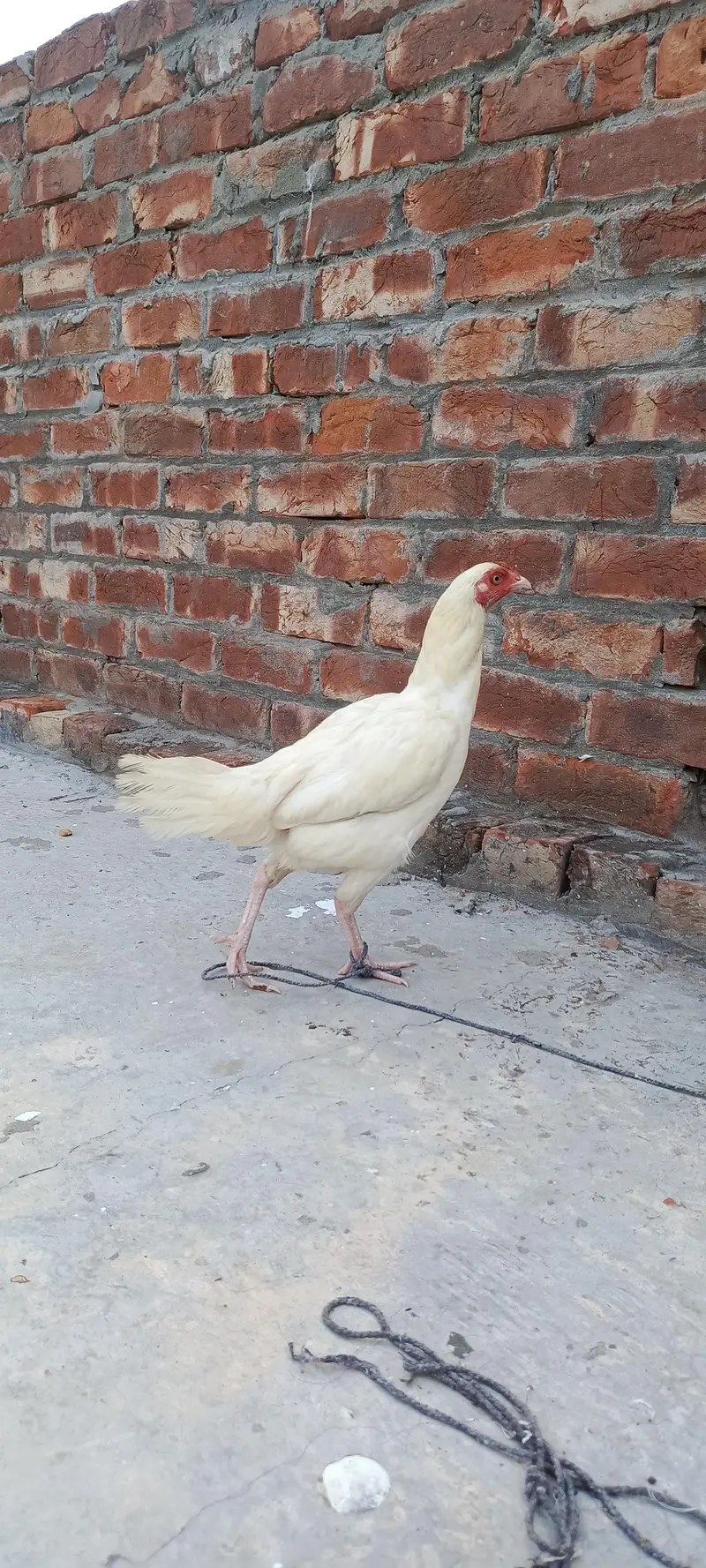 white Aseel pathi patha — photo 4