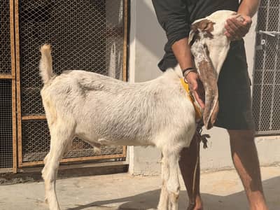 Ablak bakra fresh 2 dant hua hai andu