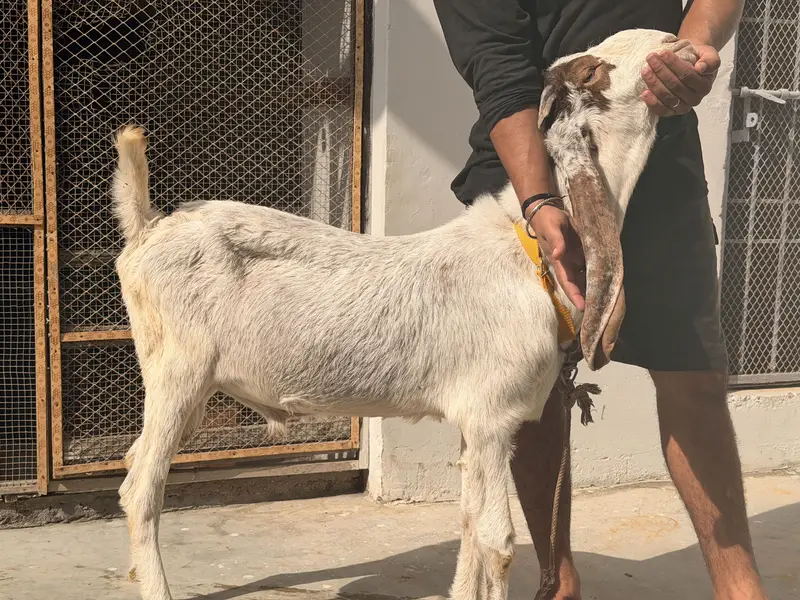 Ablak bakra fresh 2 dant hua hai andu