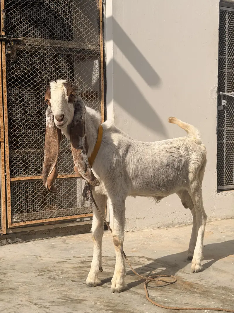 Ablak bakra fresh 2 dant hua hai andu — photo 4