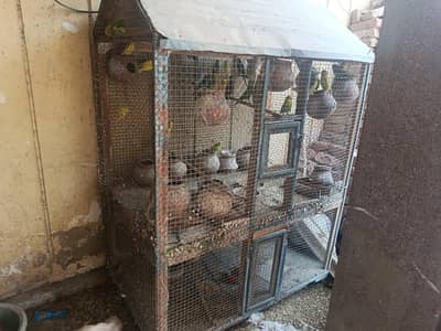 Australian Parrot with cage