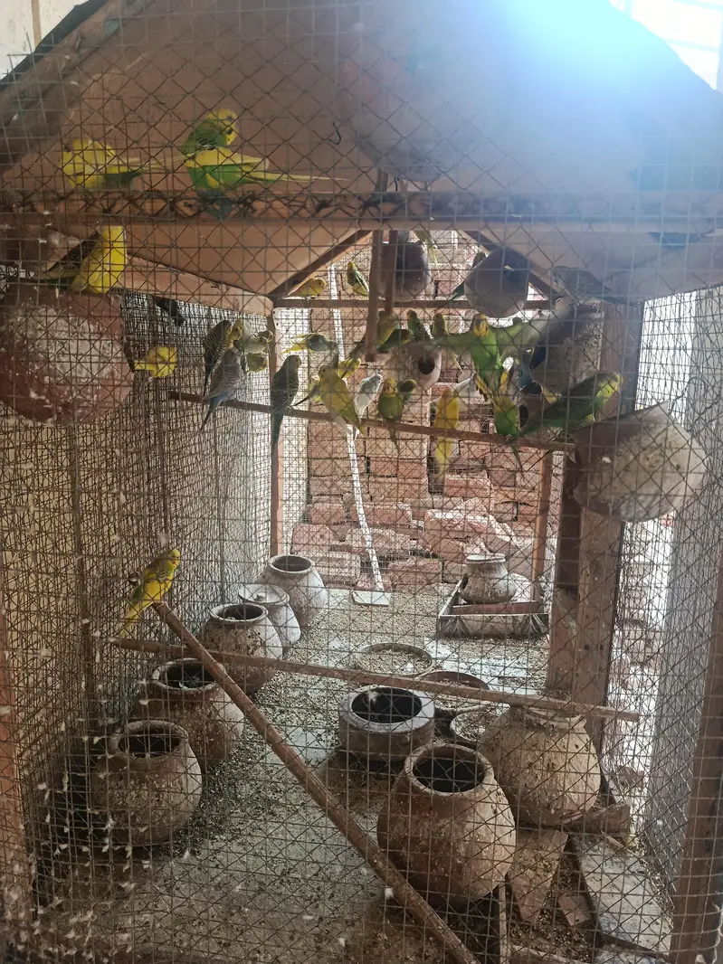 Australian Parrot with cage — photo 2