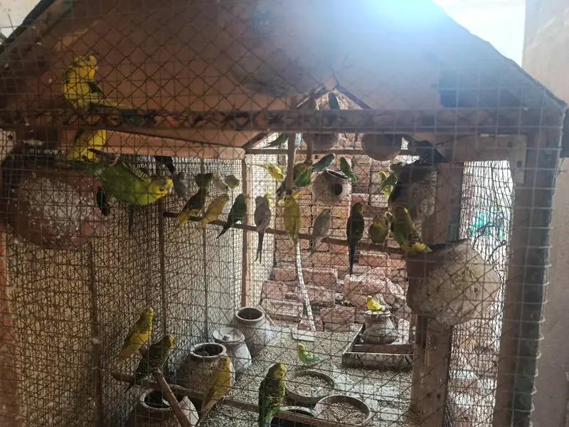 Australian Parrot with cage — photo 3