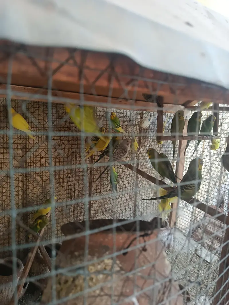 Australian Parrot with cage — photo 4