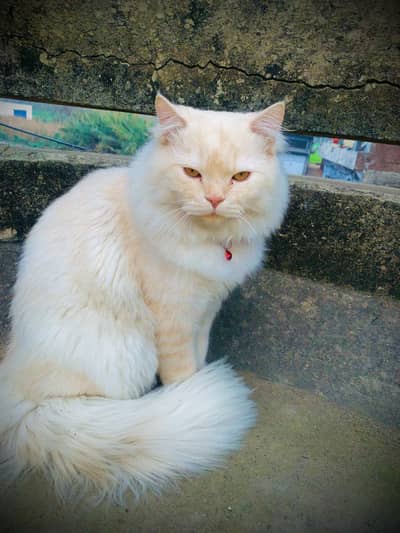 WHITE CAT