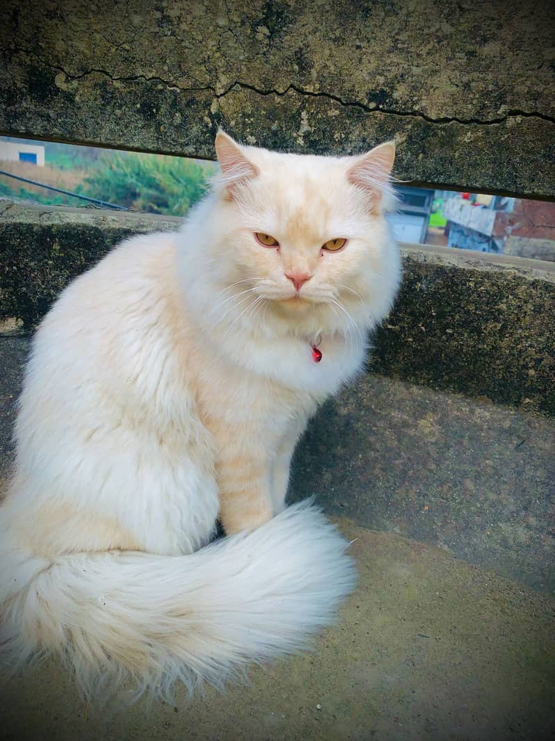 WHITE CAT 0